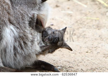 Wallaby Joey