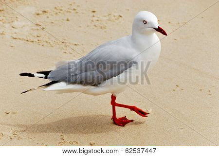 Seagull