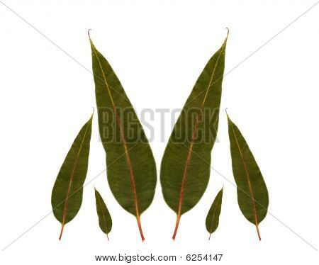 Eucalyptus gummi blade australsk indfødt plante