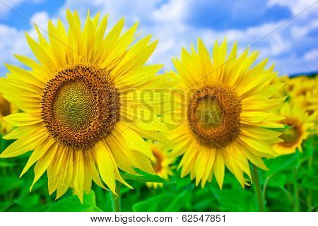 sunflower