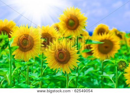 sunflower
