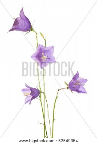 Bellflowers  isolated on white. Campanula rotundifolia