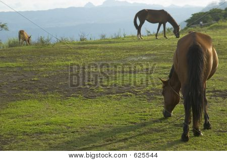 Pâturage de chevaux