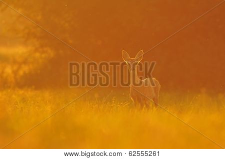 Roe deer