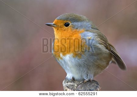 Robin
