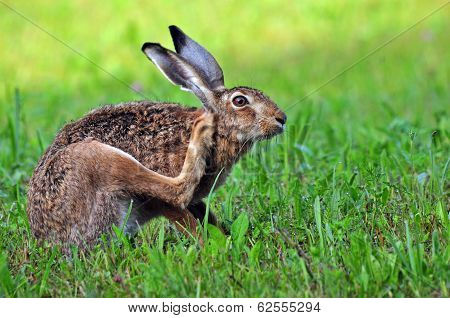 Hare