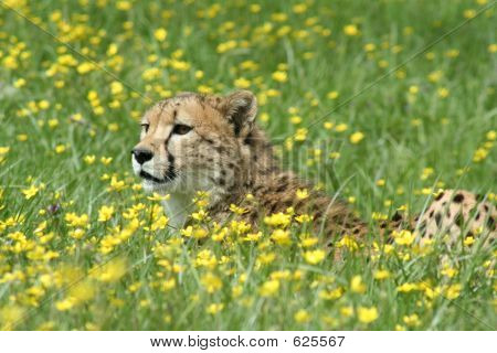 Gepard