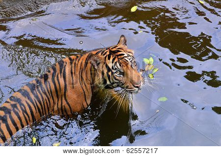 Swimming