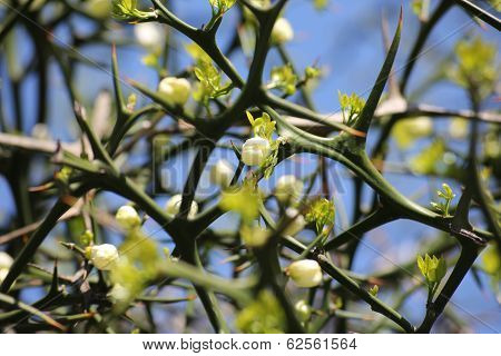 Poncirus trifoliata