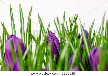 Crocus