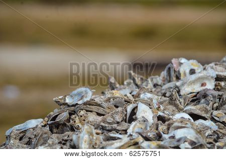 Oyster Shell Pile