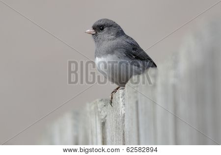 Male Dark-eyed Junco Closeup