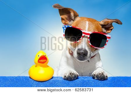 Summer Holiday Dog