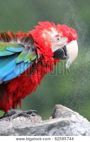 Colourful parrot drinking water