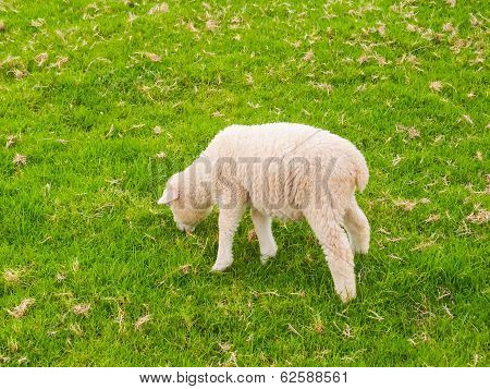 Lamb Eating Grass