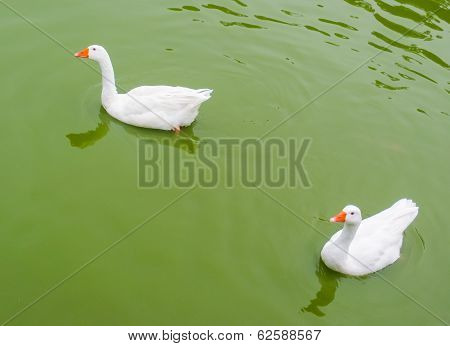 Geese on Lake
