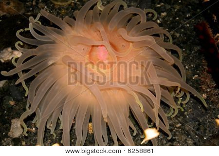 sea anemone- creature