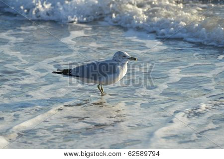 Seagull On The Beach