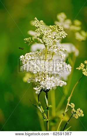 Meadowsweet On A Green Background
