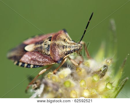 Crawly Sloe Bug (dolycoris Baccarum)