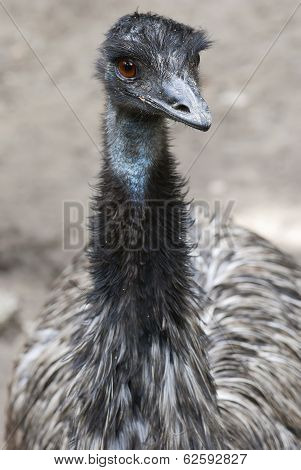 Bird Emu (dromaius Novaehollandiae)