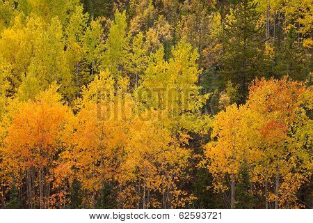 Yukon Boreal Forest Taiga Yellow Fall Aspen Trees