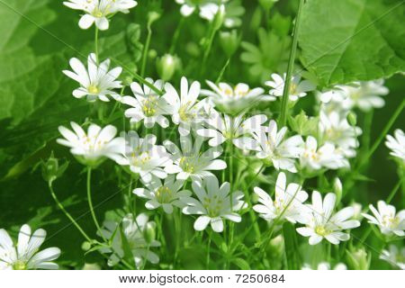 Cerastio fiori
