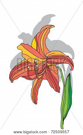 beautiful Lily