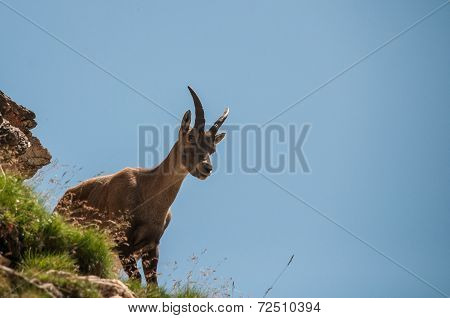 ibex