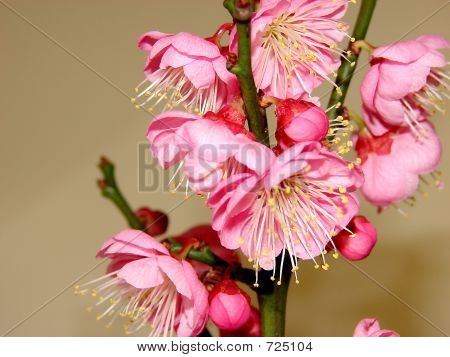 Nektarinky Blossom