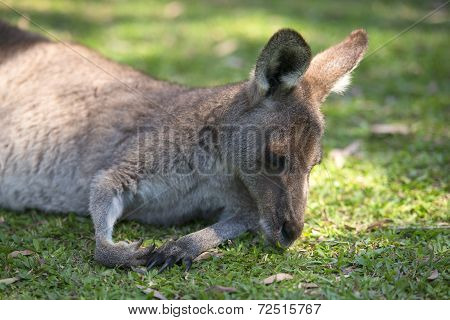 Kangaroo outside