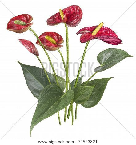 Drawing of Red Anthurium flower