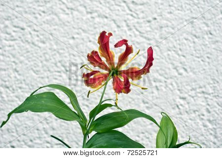 Gloriosa Superba or Climbing Lily