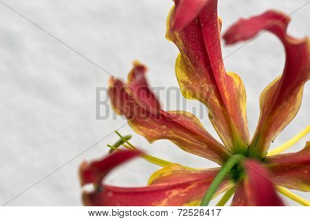 Gloriosa Superba or Climbing Lily