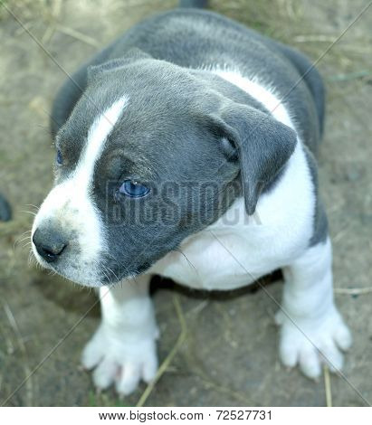 Stafford Puppy