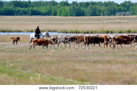 Home animals
