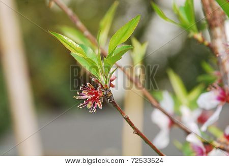 Almond Flowers After Petal Drop