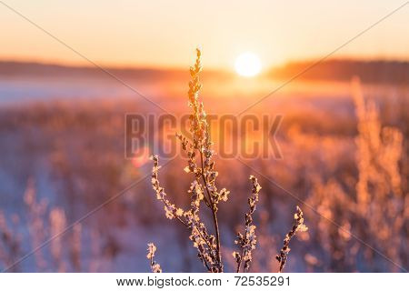 Frosty Grass At Winter Sunset