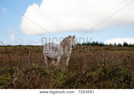 Cavallo