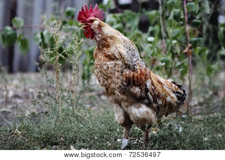Rooster Crows