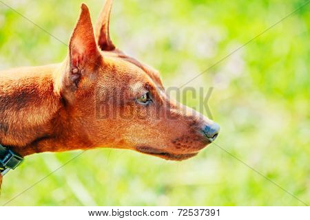 Close Up Brown Dog Miniature Pinscher Head