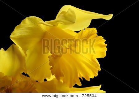โกลเด้น Daffodil