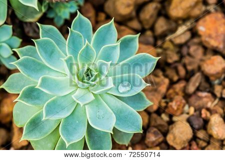 Succulent In Chiangmai Thailand