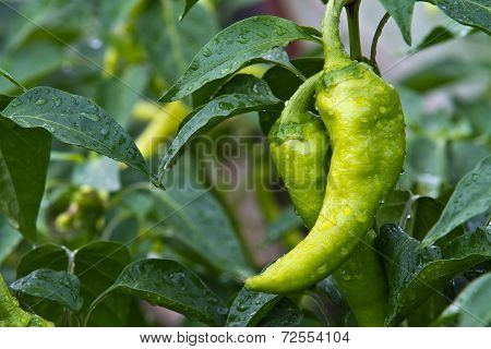 Fresh green peppers in the garden after rain.