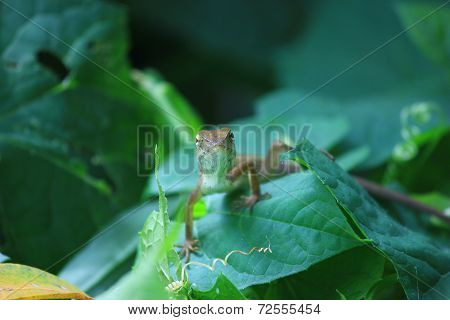 Chameleon