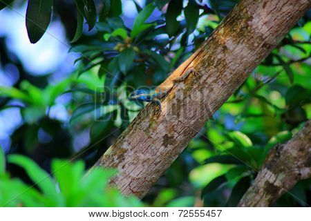 Chameleon