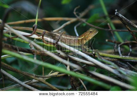 Chameleon