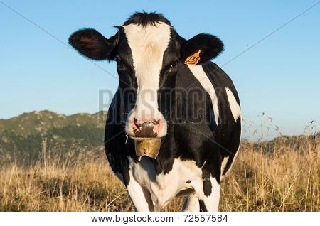 cow