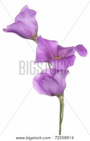 Eustoma