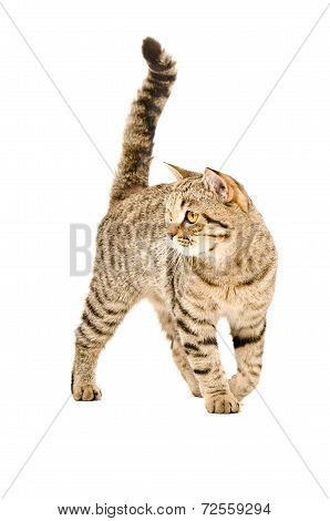 Beautiful cat Scottish Straight on the go